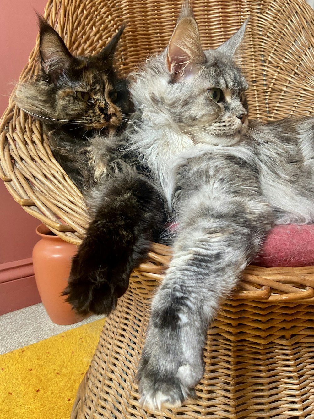 grey and white cat lying on brown woven basket