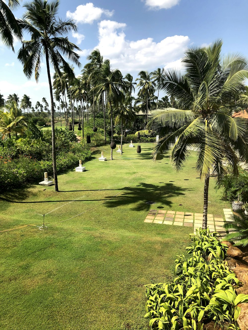 green palm trees on green grass field during daytime