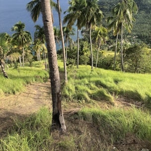 A stunning view of the Palm Vista Estates community with lush greenery.