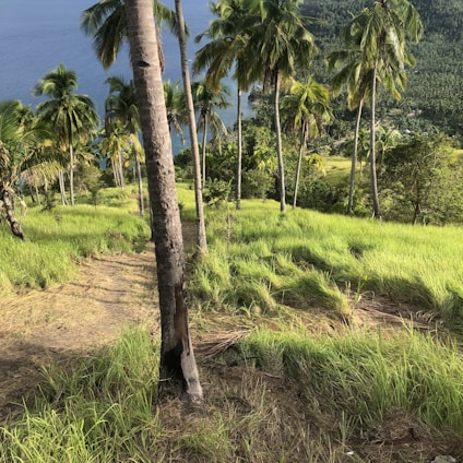 A stunning view of the Palm Vista Estates community with lush greenery.