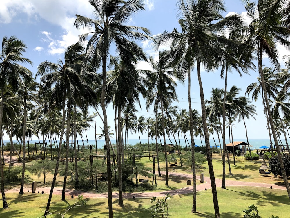 green coconut palm trees on green grass field under blue sky during daytime