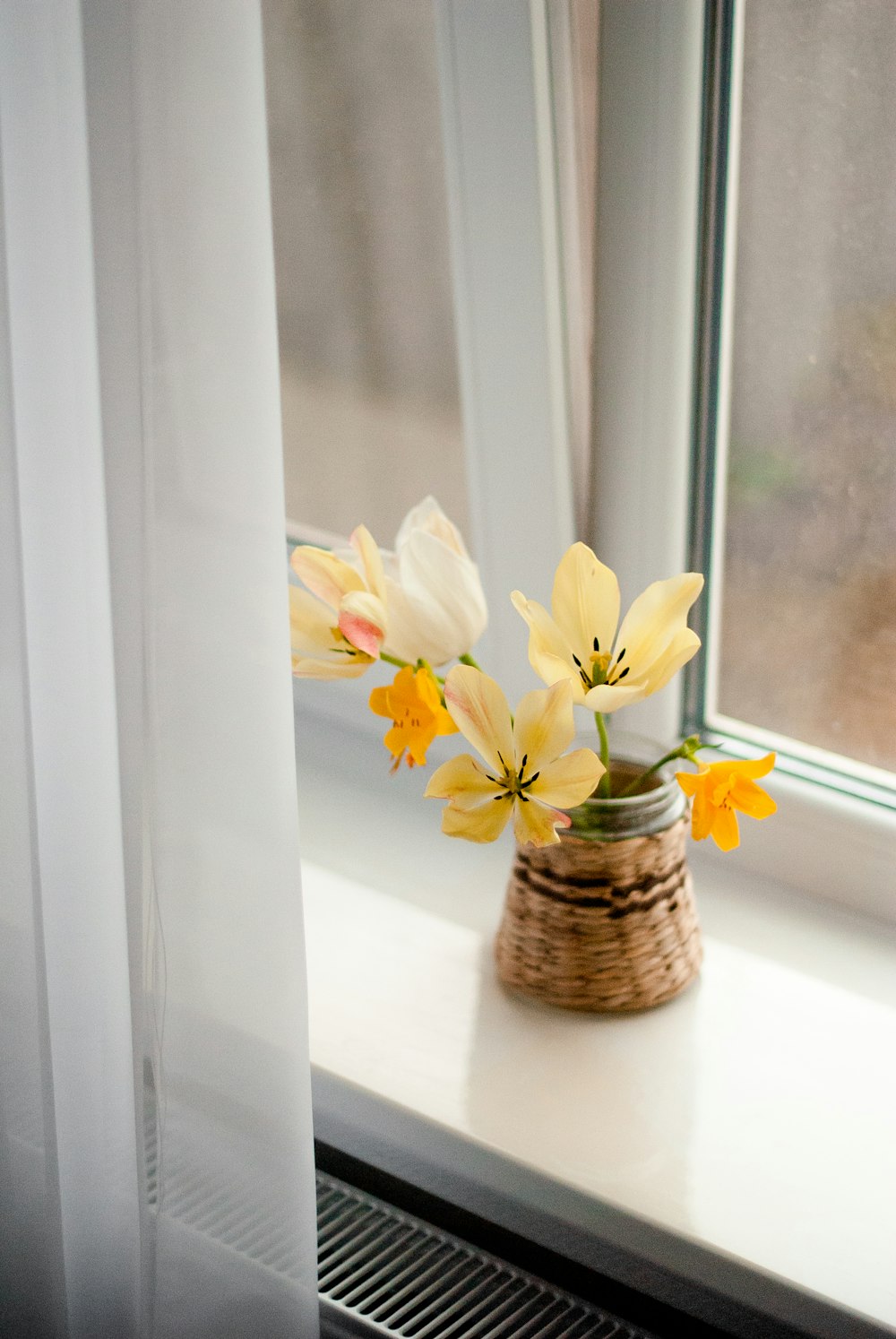 white moth orchids in brown wicker vase beside window