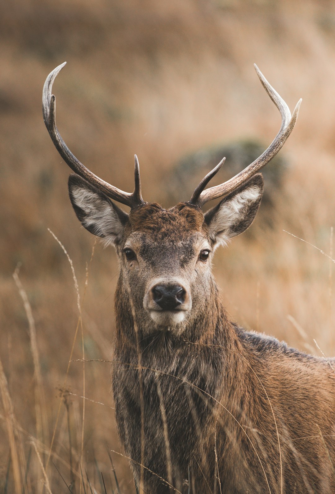 brown deer on brown grass field during daytime