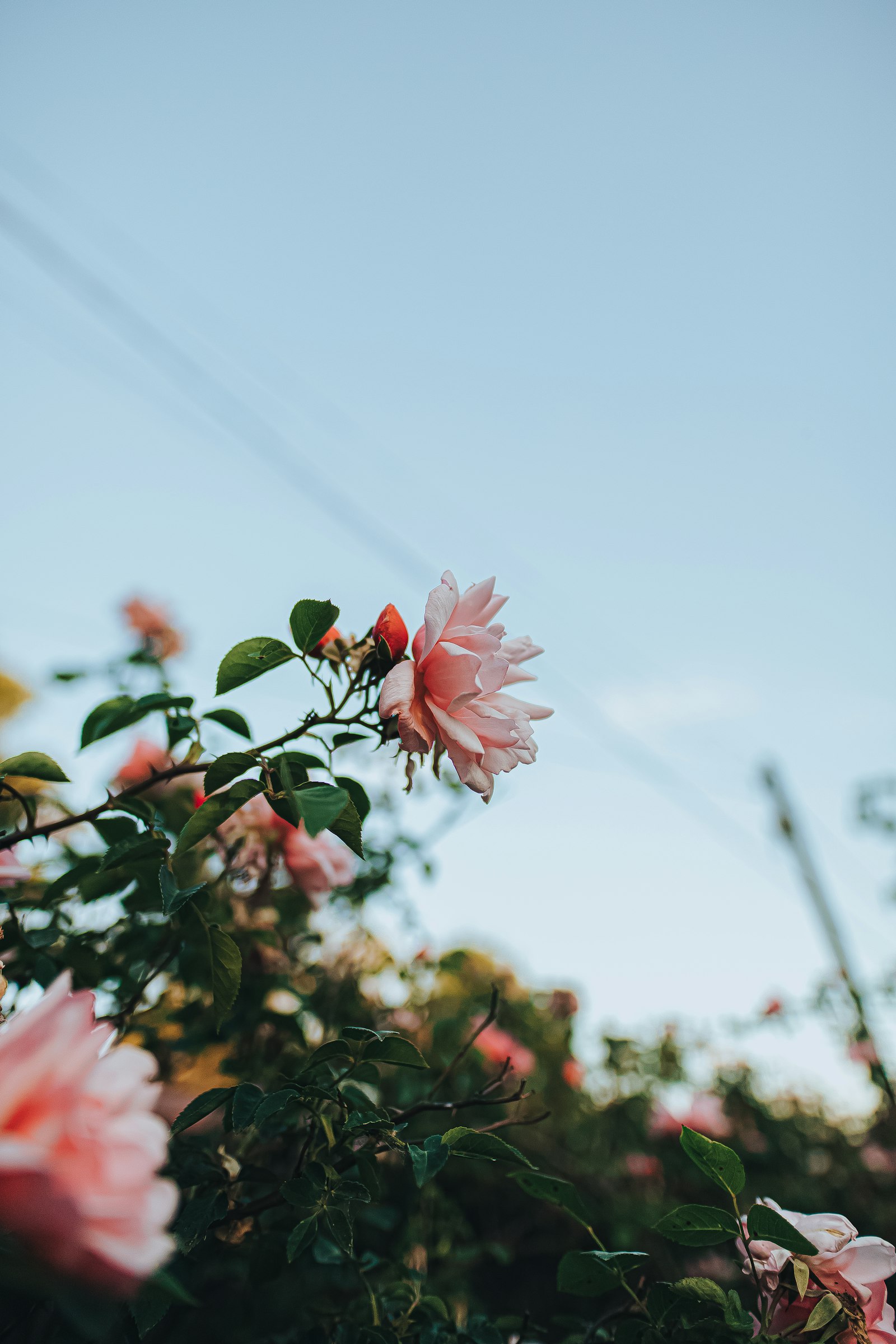 Canon EOS 6D Mark II + Sigma 20mm F1.4 DG HSM Art sample photo. Pink flower in tilt photography