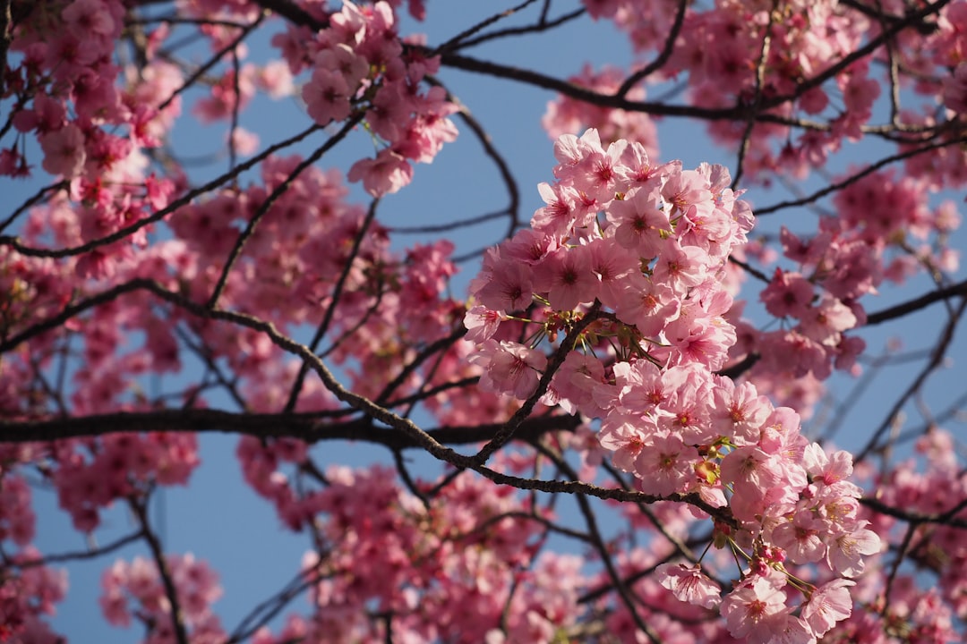 pink cherry blossom tree during daytime