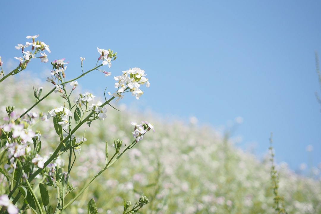 white flower under blue sky during daytime