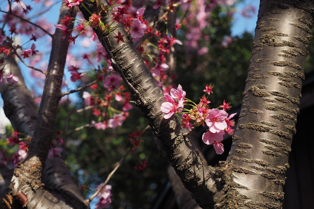 pink flowers on brown tree branch