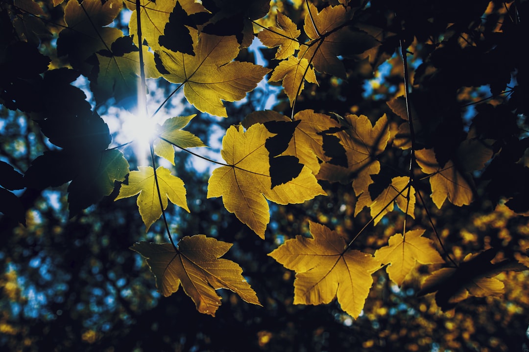 yellow maple leaves during daytime