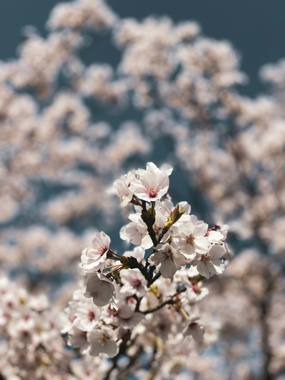 Weiße Kirschblüte in Nahaufnahmen