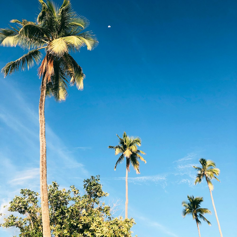 palm tree under blue sky during daytime