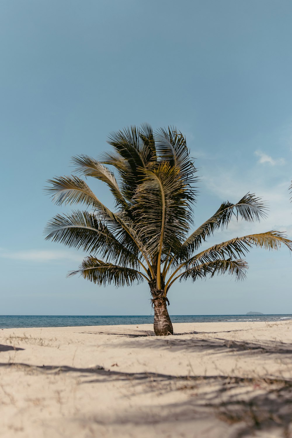 Grüne Palme am weißen Sandstrand tagsüber