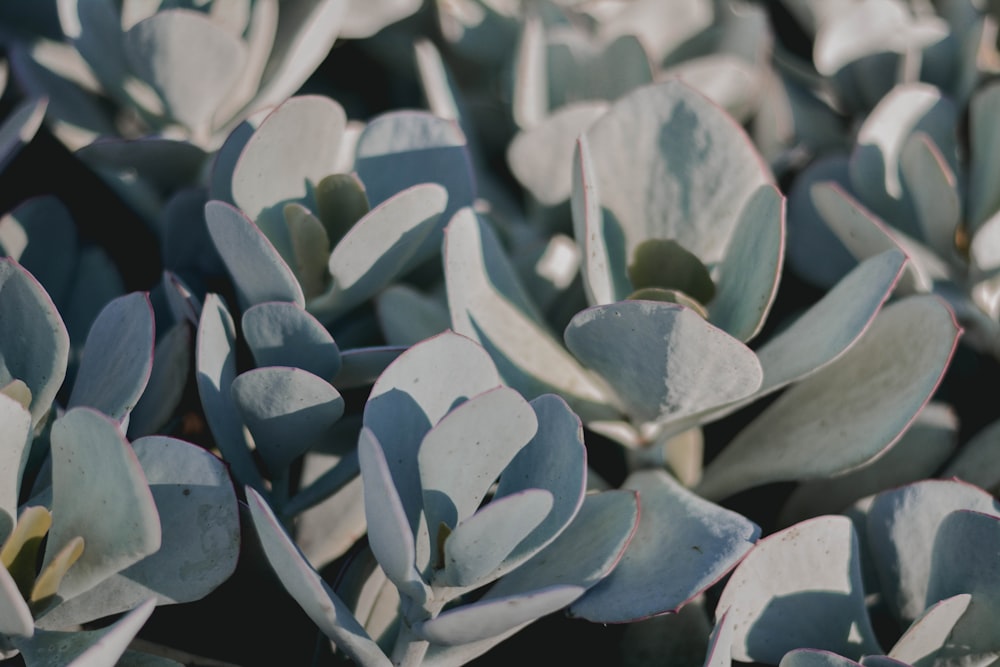 hojas blancas y grises de la planta