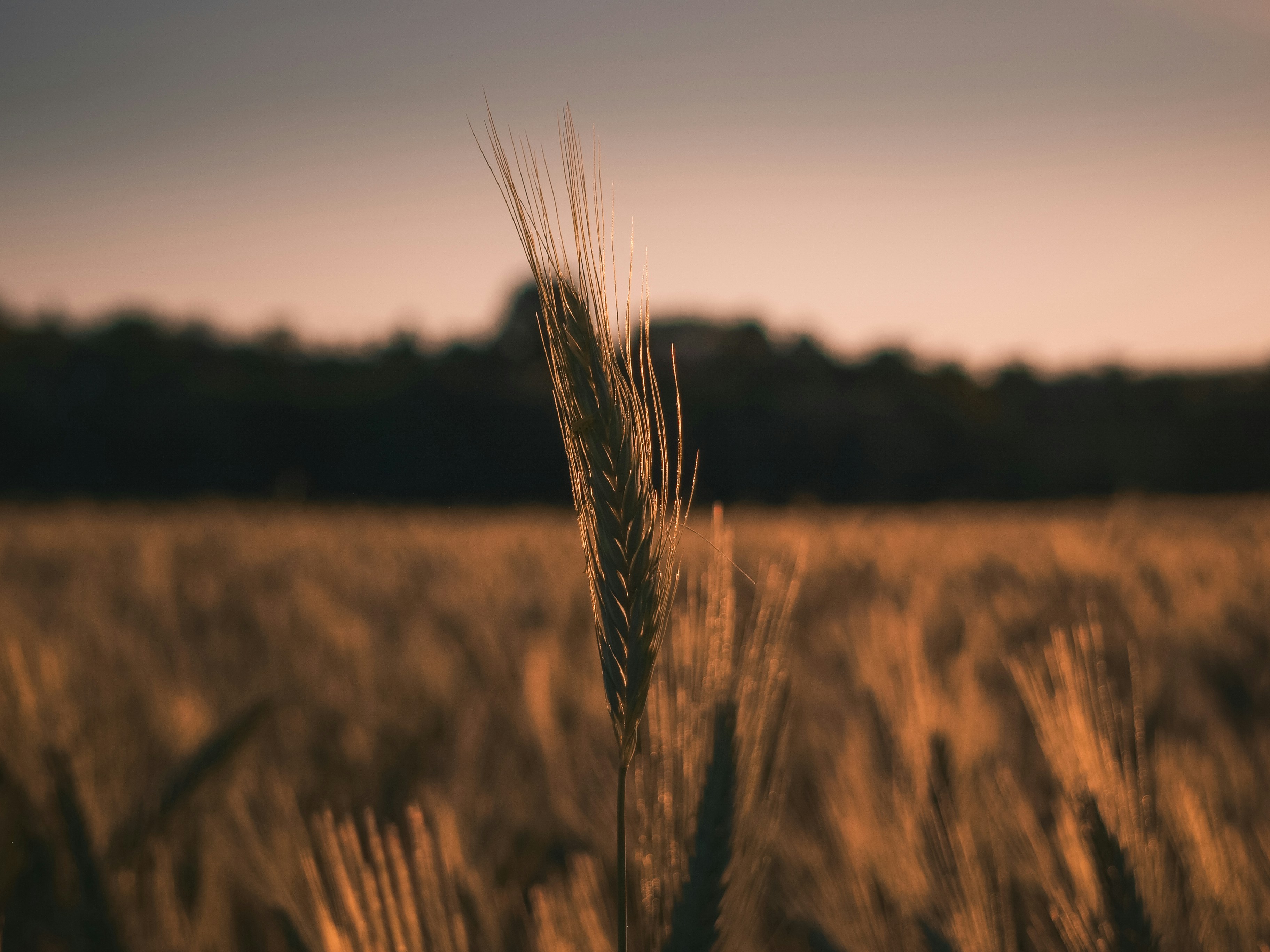 Photo by bencehalmosi