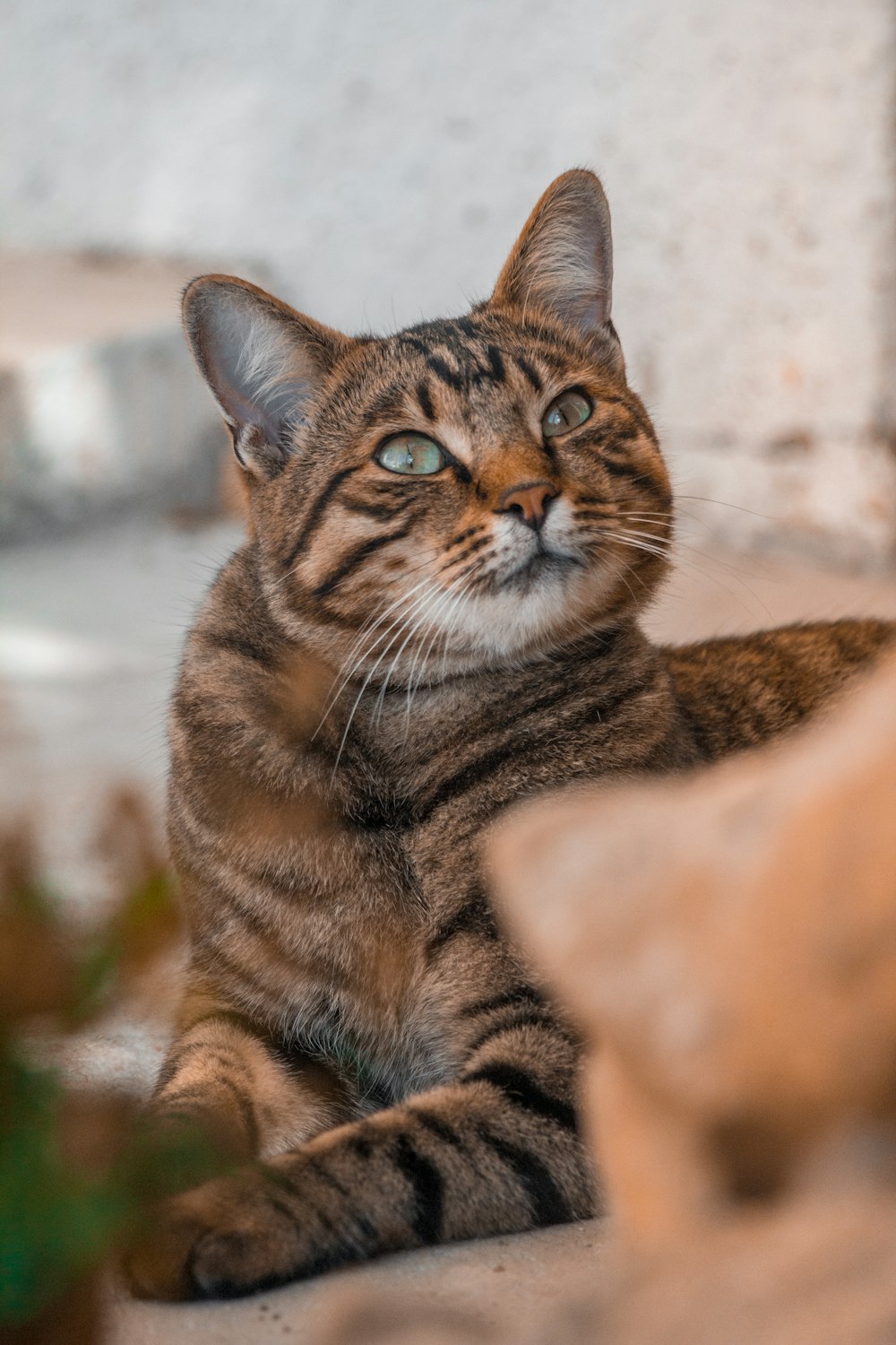 brown tabby cat on white textile