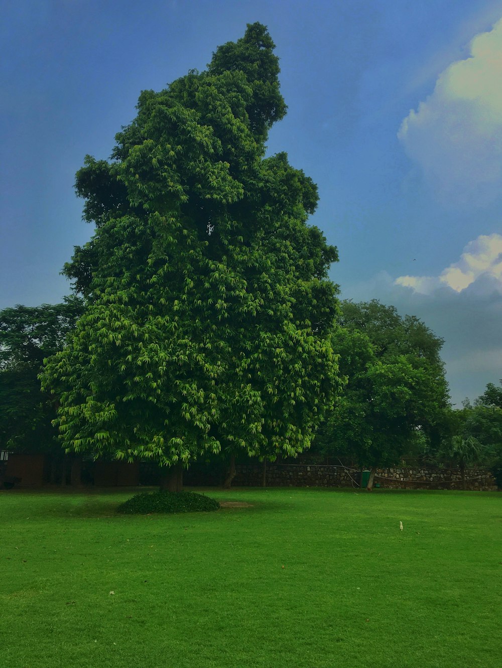 green grass field with green trees under blue sky during daytime