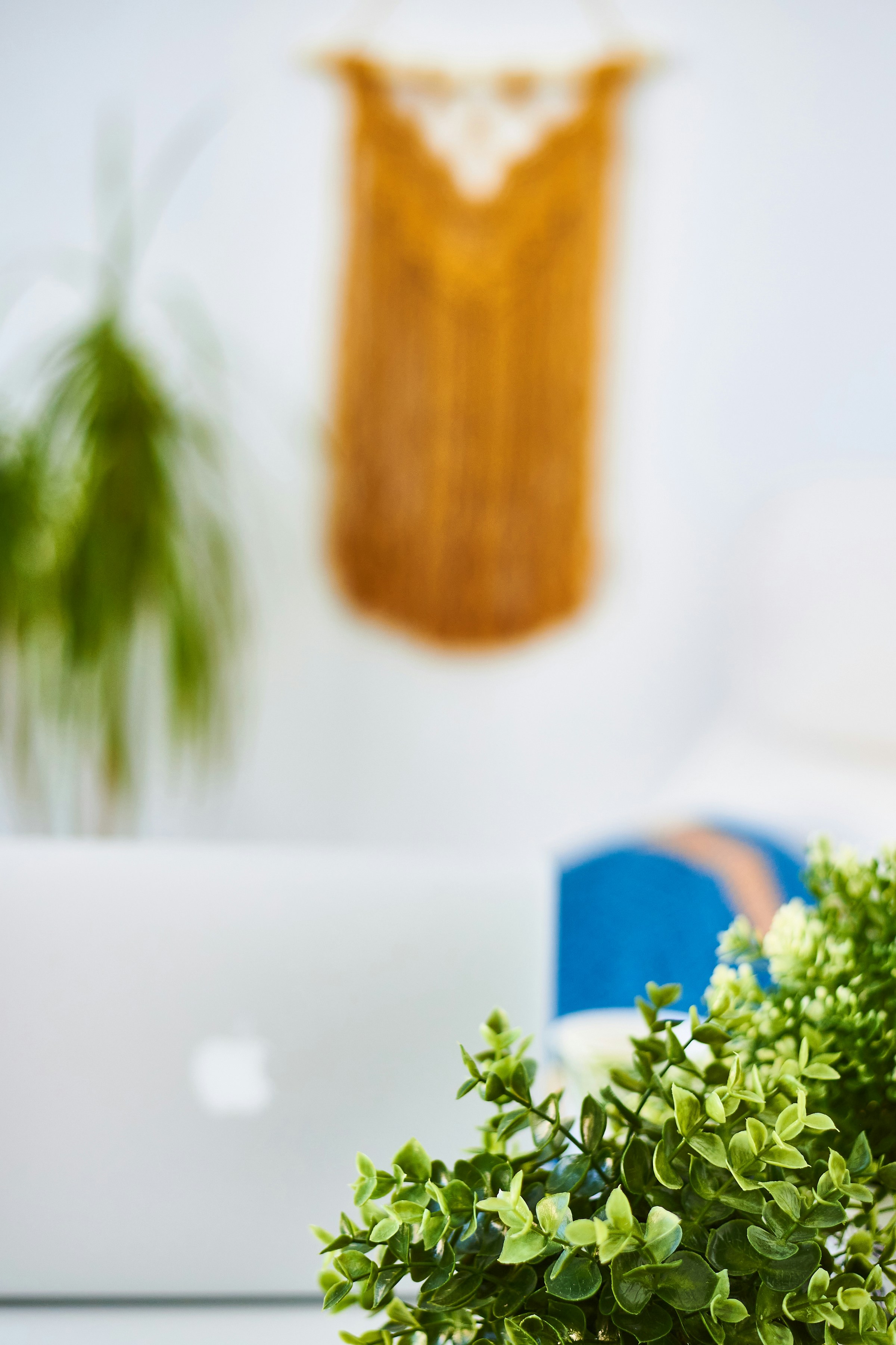 green plant on white ceramic plate