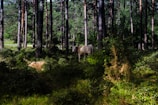 Cows grazing in a dense forest with tall trees and lush green vegetation. Sunlight filters through the canopy, casting varying shadows on the ground.