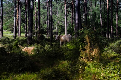 Cows grazing in a dense forest with tall trees and lush green vegetation. Sunlight filters through the canopy, casting varying shadows on the ground.
