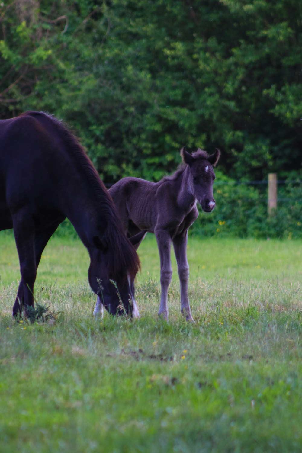 black horse on green grass field during daytime