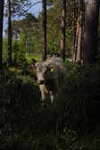 A white cow standing amidst a dense forest under the shade of tall trees. The surroundings are lush with greenery, and sunlight filters through the tree canopy, highlighting various patches of the ground. The cow has a yellow ear tag and is looking directly at the camera.