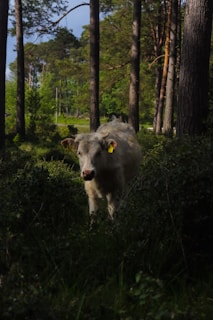 A white cow standing amidst a dense forest under the shade of tall trees. The surroundings are lush with greenery, and sunlight filters through the tree canopy, highlighting various patches of the ground. The cow has a yellow ear tag and is looking directly at the camera.