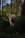 A white cow standing amidst a dense forest under the shade of tall trees. The surroundings are lush with greenery, and sunlight filters through the tree canopy, highlighting various patches of the ground. The cow has a yellow ear tag and is looking directly at the camera.
