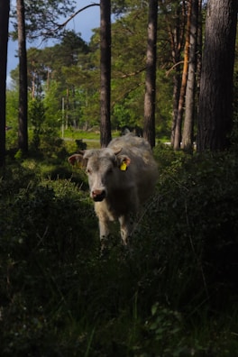 A white cow standing amidst a dense forest under the shade of tall trees. The surroundings are lush with greenery, and sunlight filters through the tree canopy, highlighting various patches of the ground. The cow has a yellow ear tag and is looking directly at the camera.