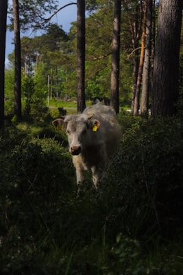 A white cow standing amidst a dense forest under the shade of tall trees. The surroundings are lush with greenery, and sunlight filters through the tree canopy, highlighting various patches of the ground. The cow has a yellow ear tag and is looking directly at the camera.