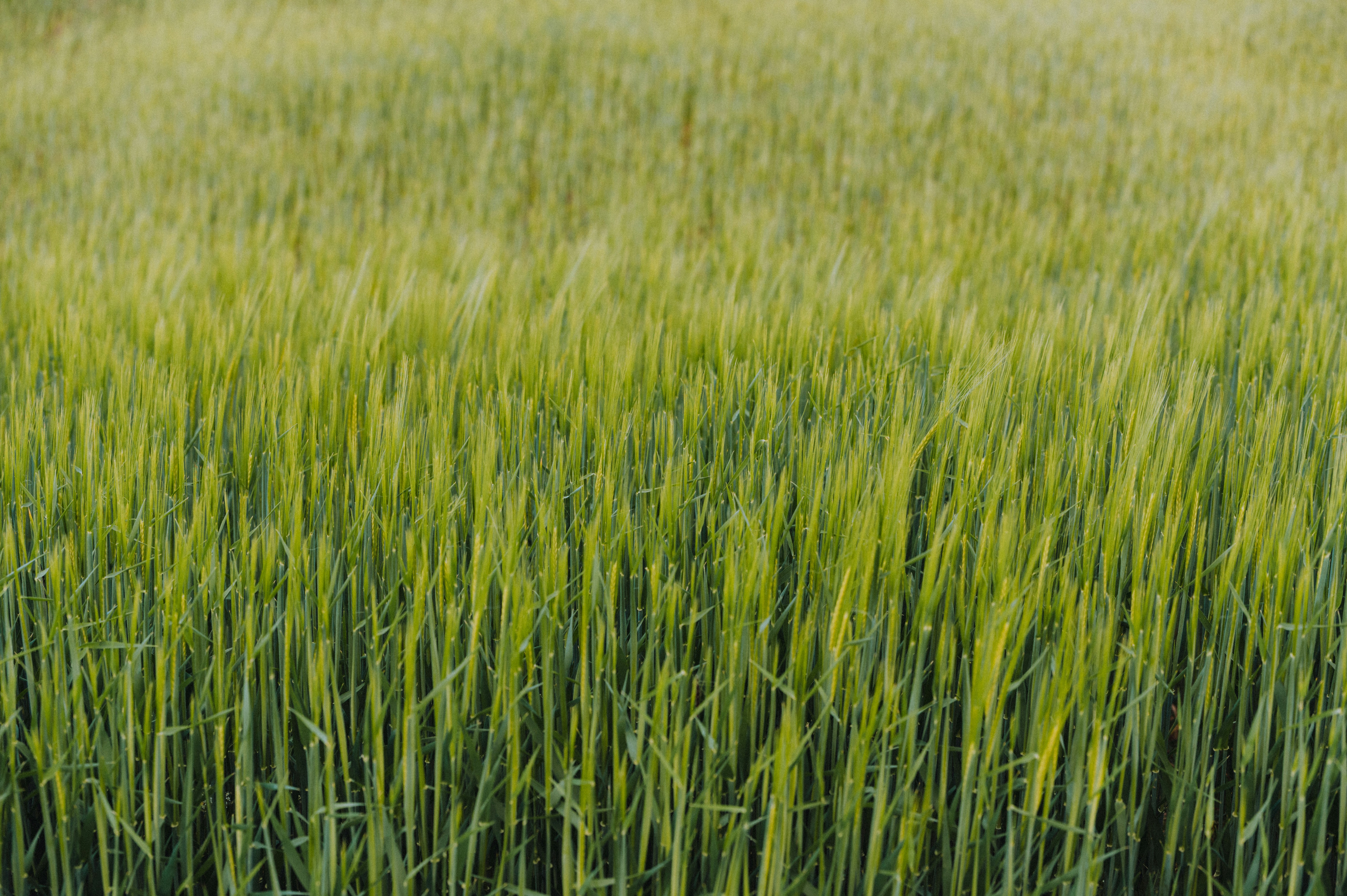 Photo by darabosralph