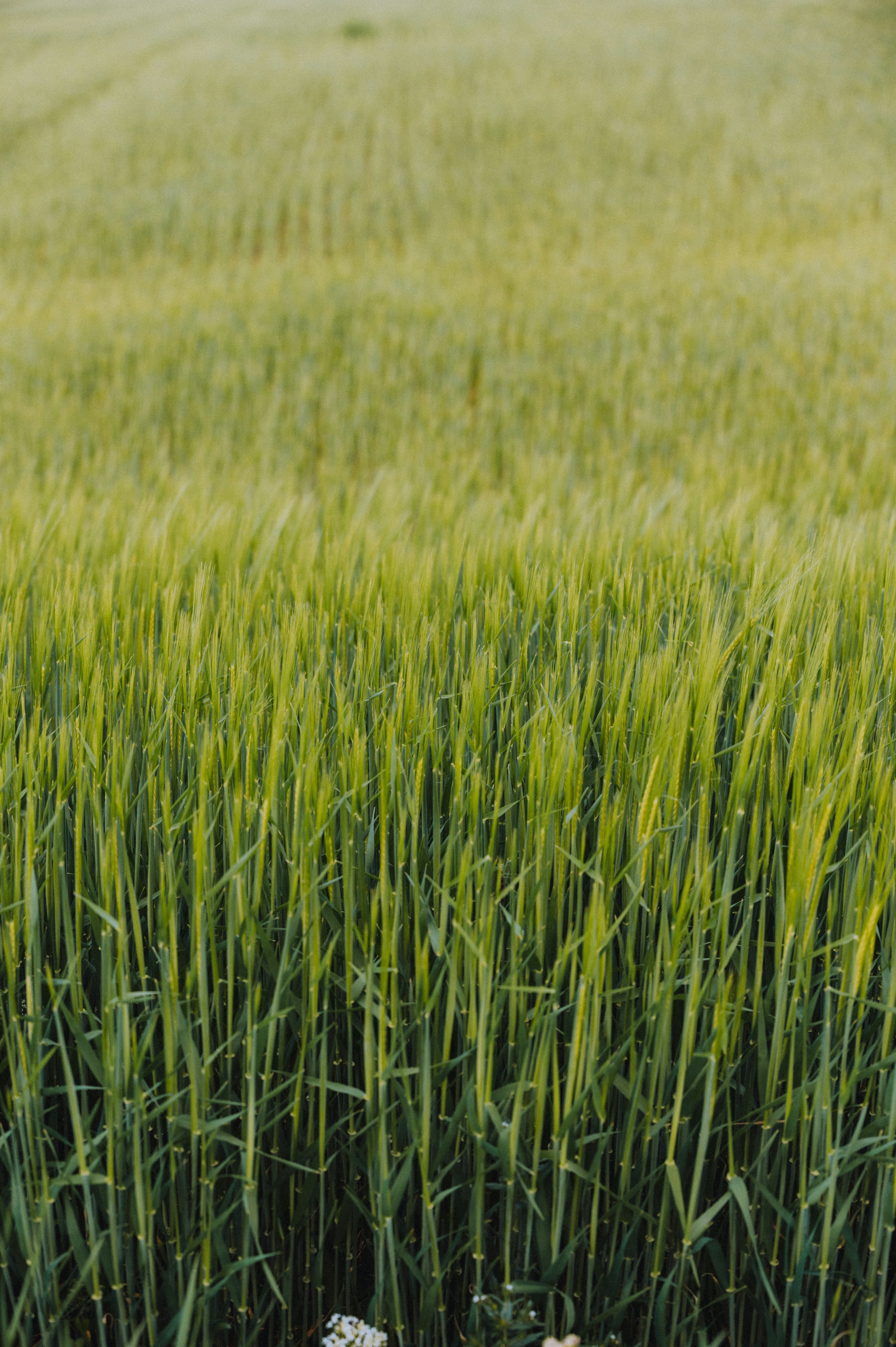 Photo by darabosralph