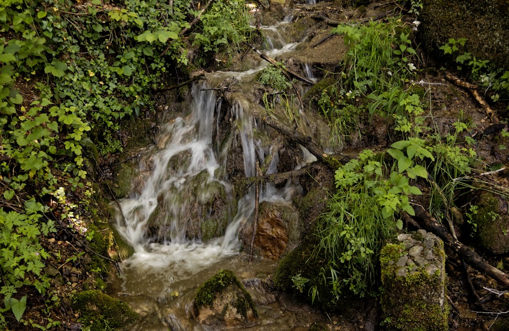 green moss on rocky river