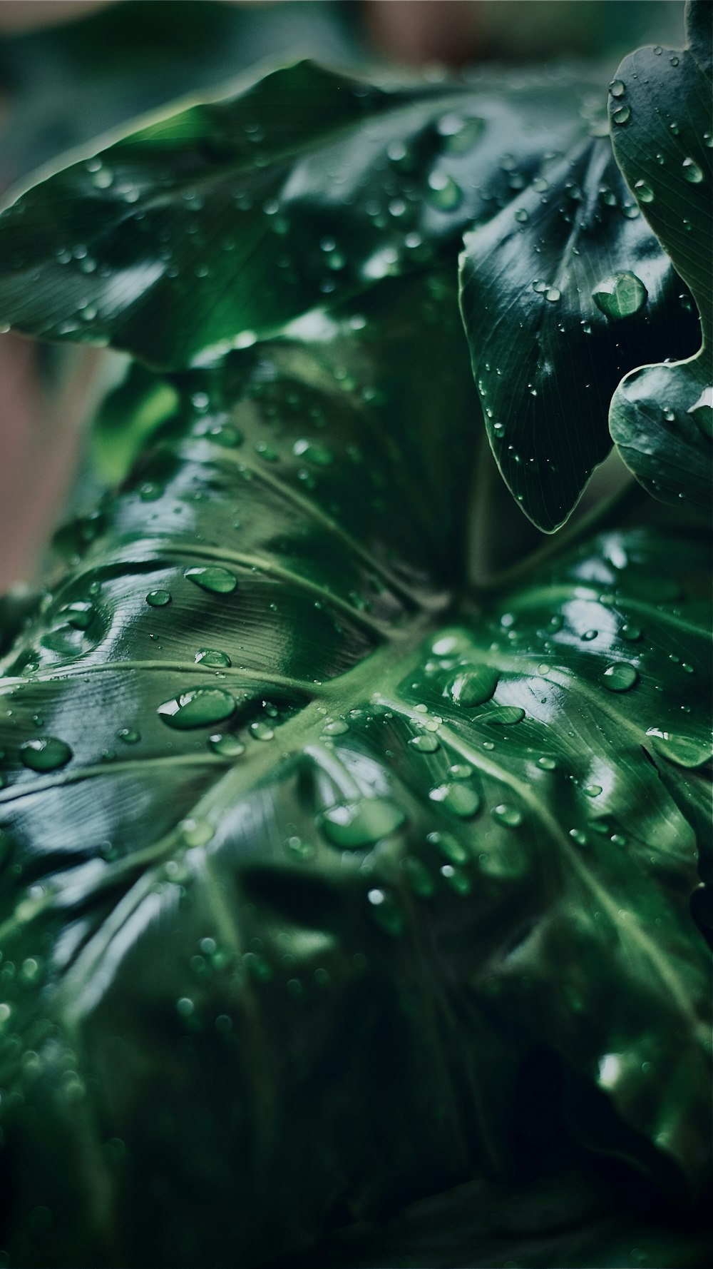 water droplets on green leaf