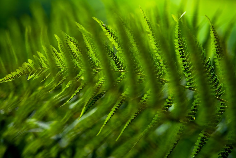 green grass in close up photography