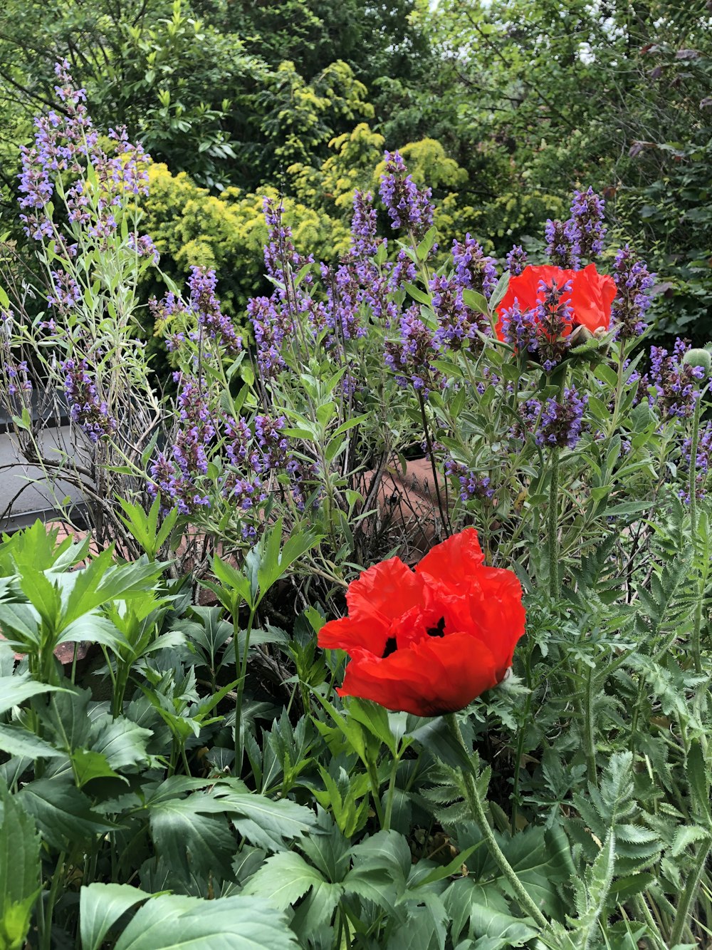 Rote Blume umgeben von grünen Pflanzen