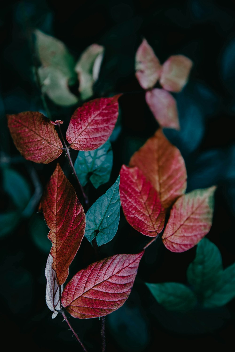 red and green leaves in close up photography photo – Free Brown Image ...