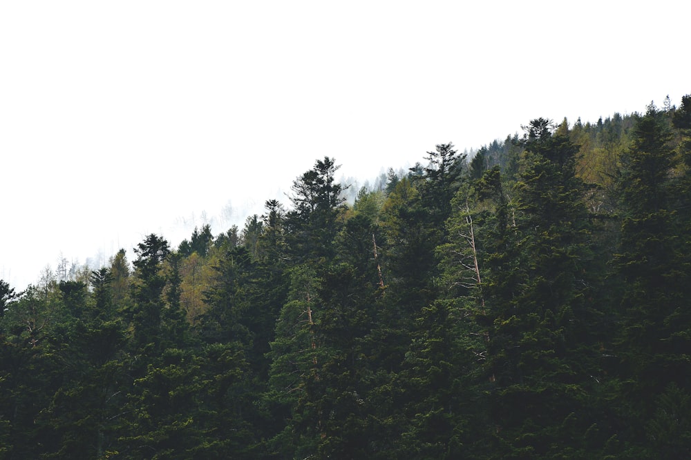 green trees under white sky during daytime