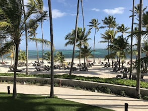 palm trees on green grass field near body of water during daytime