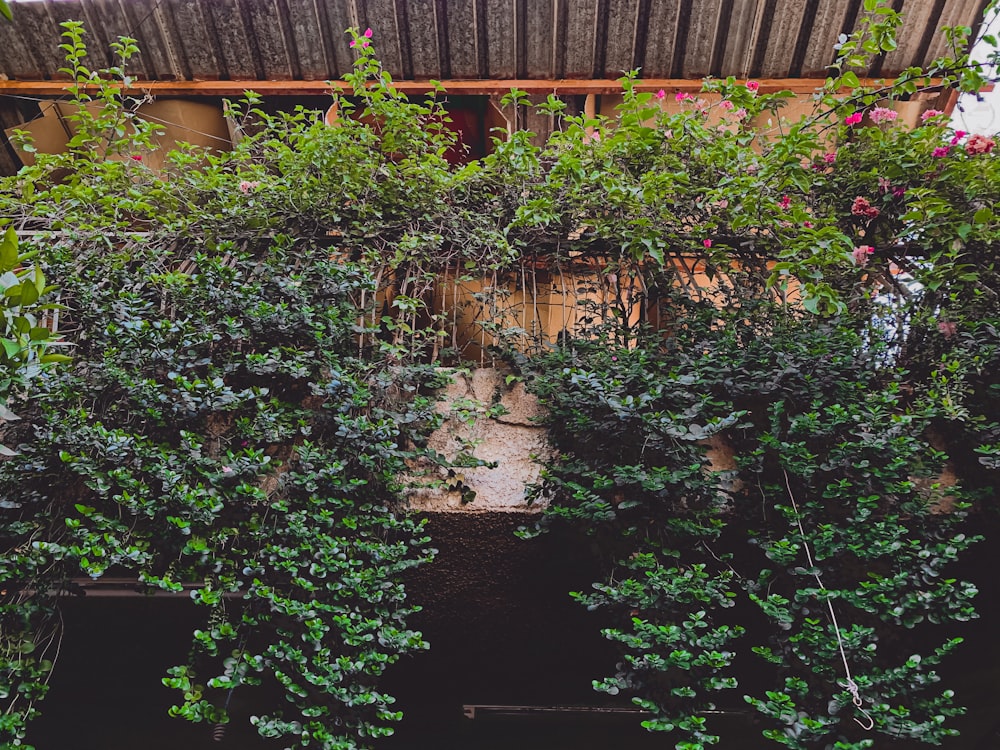 茶色の木造家屋の近くの緑の植物