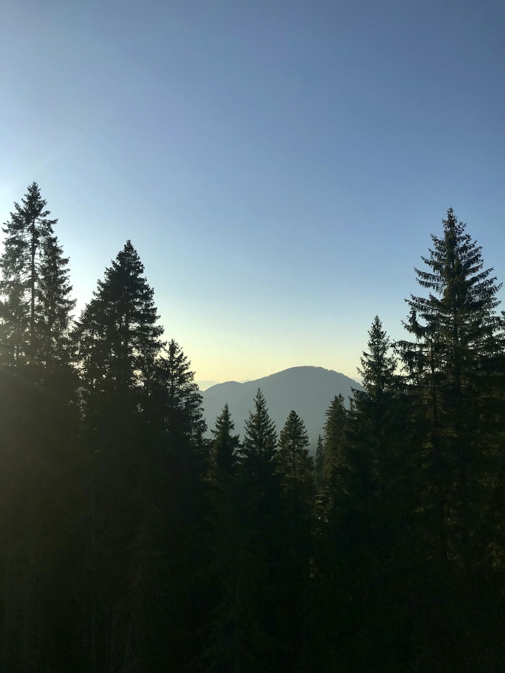 green pine trees under blue sky during daytime