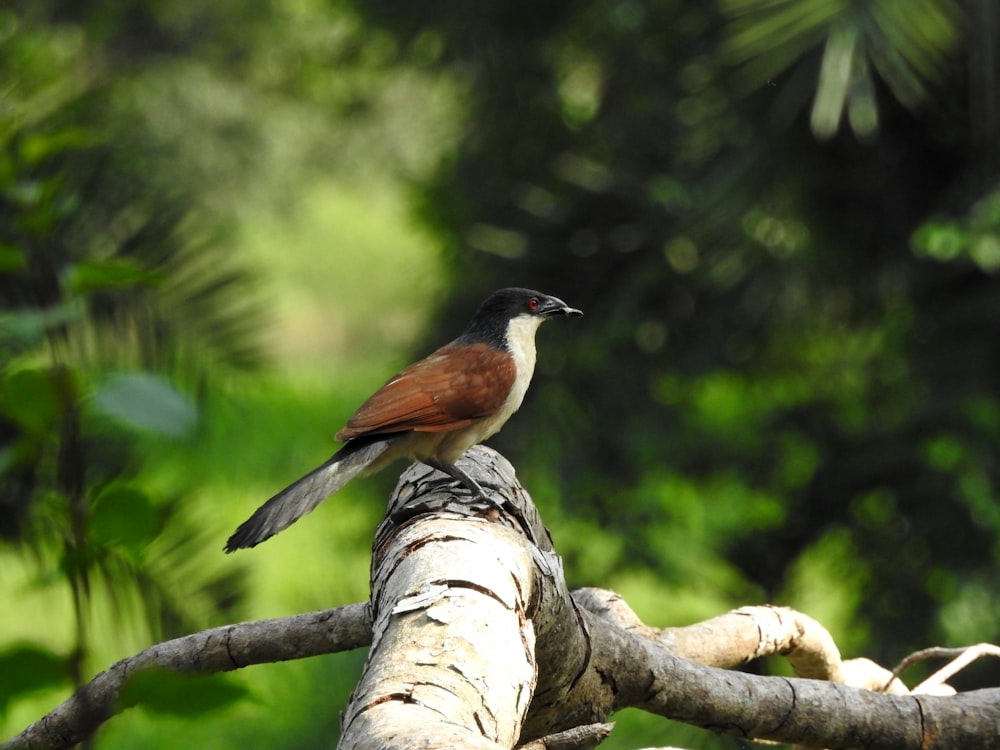 black and brown bird on tree branch during daytime