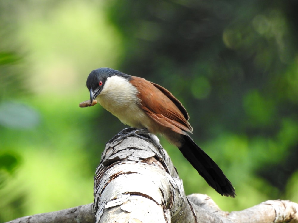 black and brown bird on tree branch during daytime