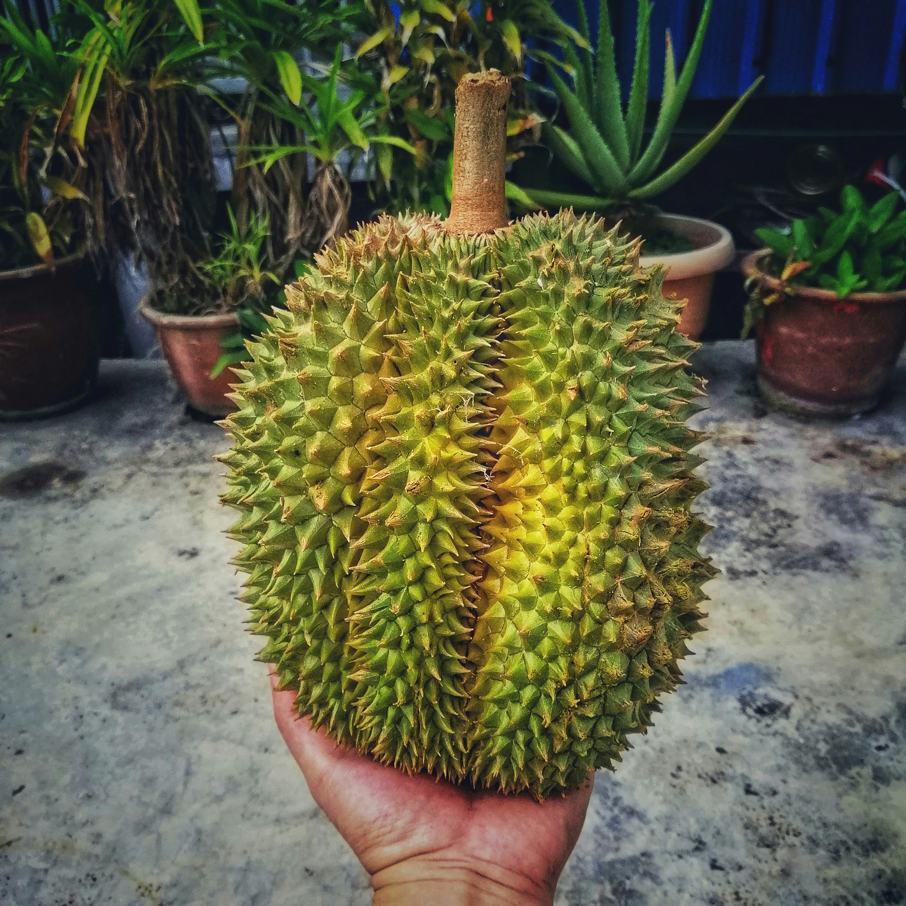 Tips Tanam Durian untuk Pemula: Menghindari Kegagalan di Fase Bibit