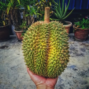 A hand is holding a large, spiky durian fruit. The background features several potted plants, including aloe vera and other leafy varieties. The surface is concrete, indicating an outdoor setting, possibly a garden or patio.