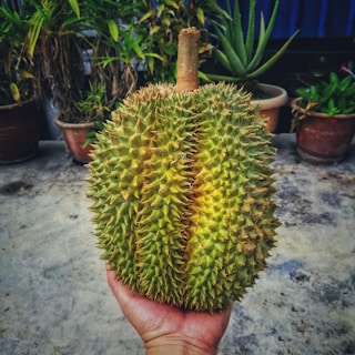A hand is holding a large, spiky durian fruit. The background features several potted plants, including aloe vera and other leafy varieties. The surface is concrete, indicating an outdoor setting, possibly a garden or patio.
