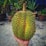 A hand is holding a large, spiky durian fruit. The background features several potted plants, including aloe vera and other leafy varieties. The surface is concrete, indicating an outdoor setting, possibly a garden or patio.
