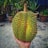 A hand is holding a large, spiky durian fruit. The background features several potted plants, including aloe vera and other leafy varieties. The surface is concrete, indicating an outdoor setting, possibly a garden or patio.