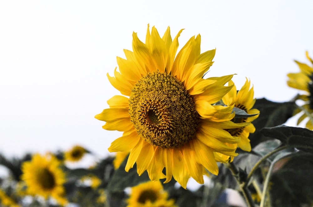 yellow sunflower in close up photography