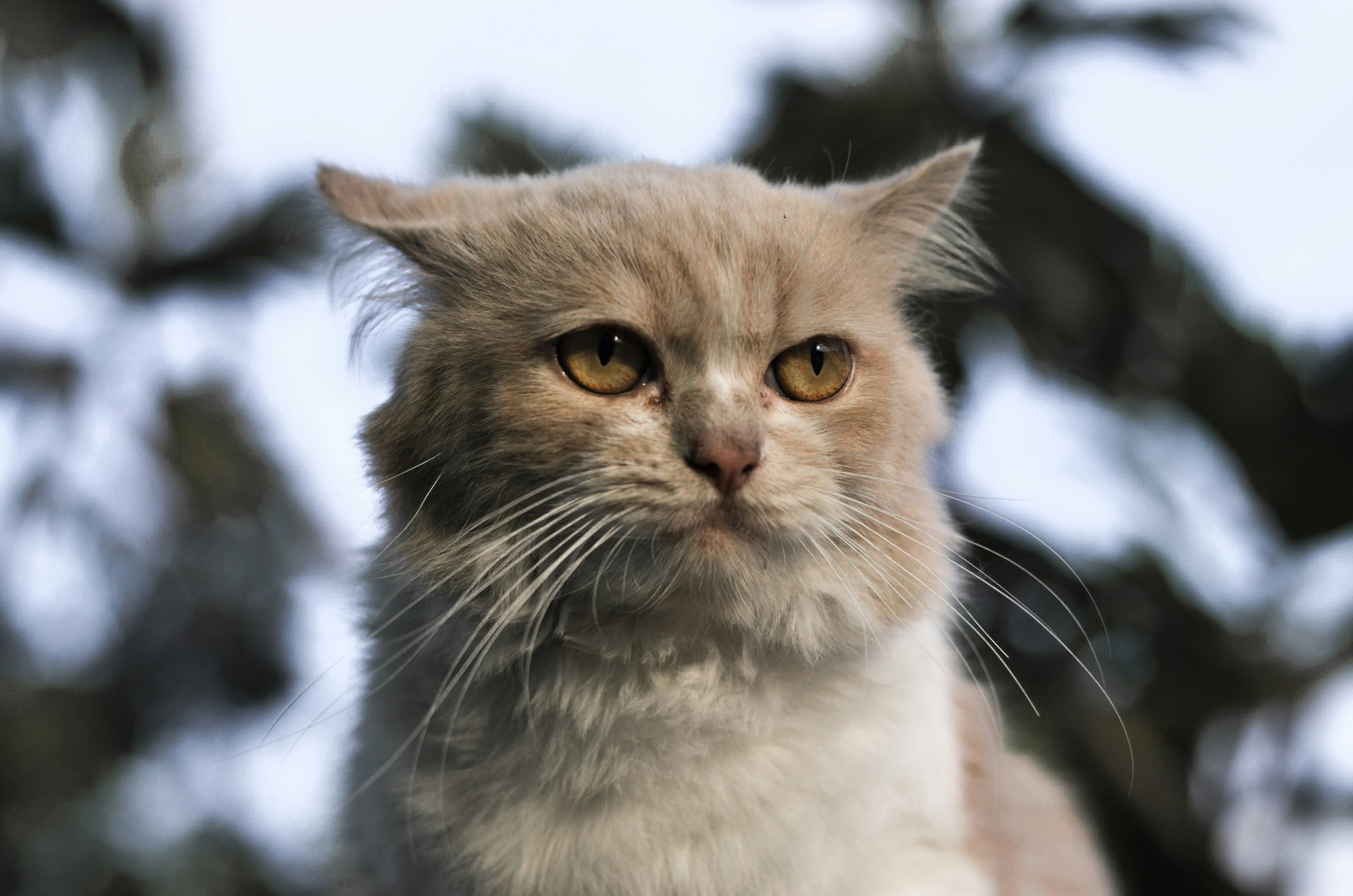white and brown cat in close up photography
