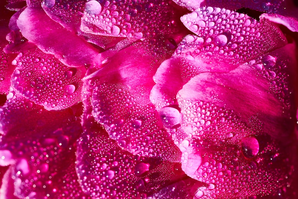 water droplets on pink flower petals