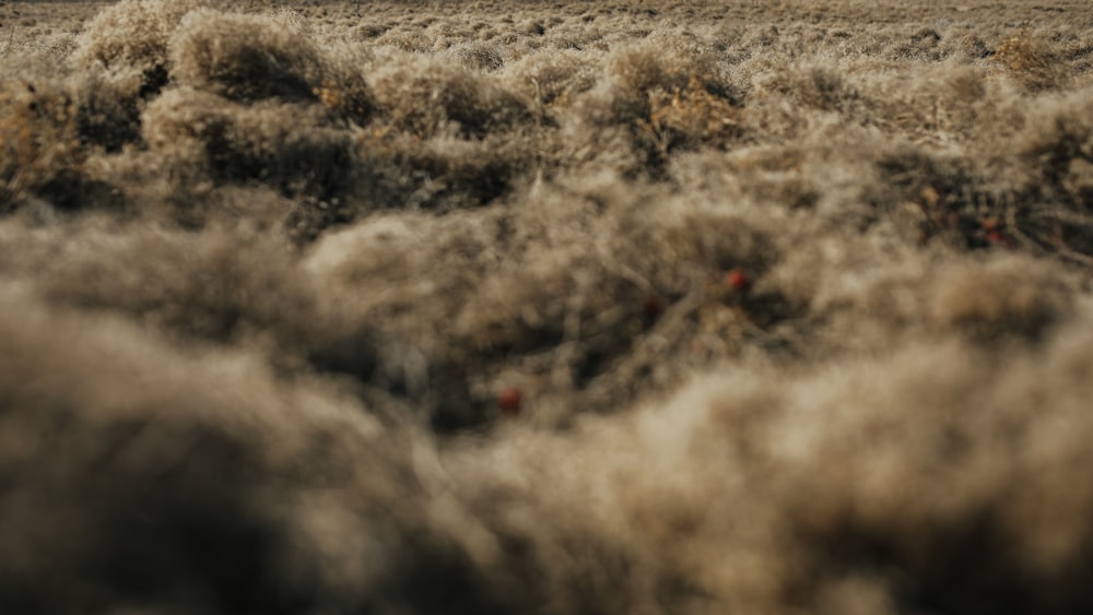 brown grass field during daytime